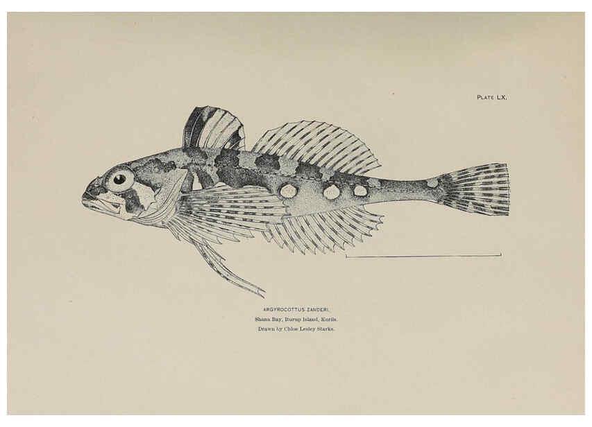 Reproducción/Reproduction 6305644513: The fur seals and fur-seal islands of the North Pacific Ocean. v.3. Washington,Govt. Print. Off.,1898-99