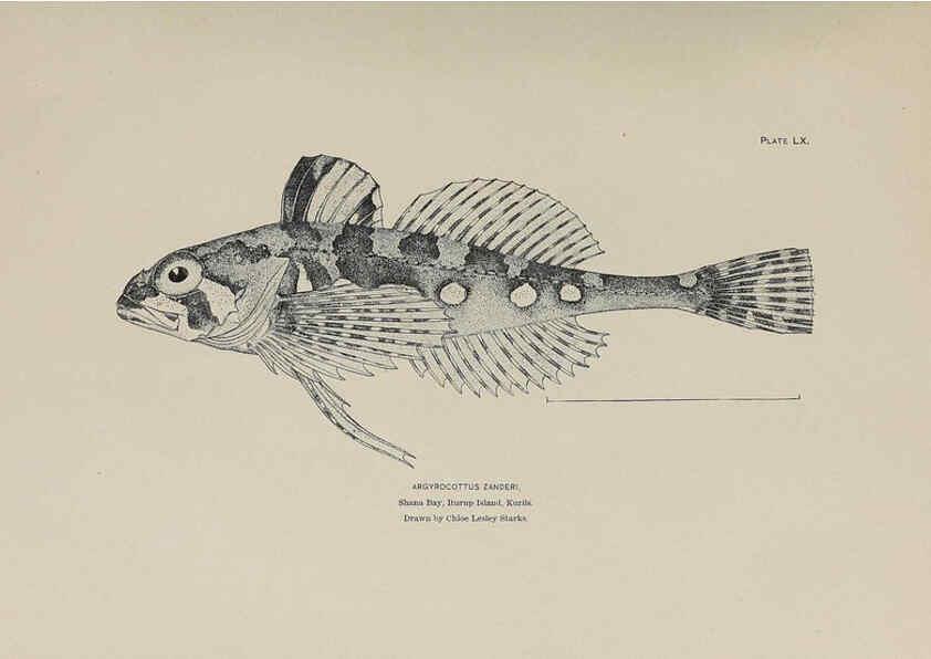 Reproducción/Reproduction 6305644513: The fur seals and fur-seal islands of the North Pacific Ocean. v.3. Washington,Govt. Print. Off.,1898-99