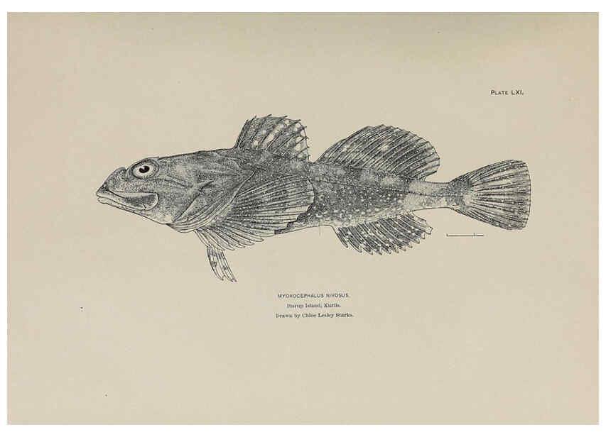 Reproducción/Reproduction 6306168048: The fur seals and fur-seal islands of the North Pacific Ocean. v.3. Washington,Govt. Print. Off.,1898-99