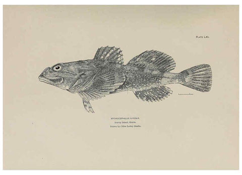 Reproducción/Reproduction 6306168048: The fur seals and fur-seal islands of the North Pacific Ocean. v.3. Washington,Govt. Print. Off.,1898-99