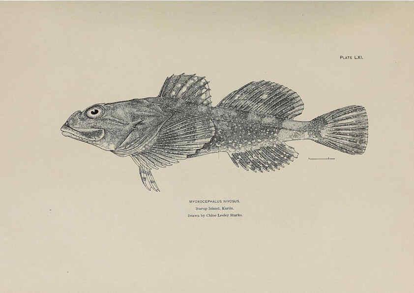 Reproducción/Reproduction 6306168048: The fur seals and fur-seal islands of the North Pacific Ocean. v.3. Washington,Govt. Print. Off.,1898-99