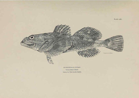 Reproducción/Reproduction 6306168048: The fur seals and fur-seal islands of the North Pacific Ocean. v.3. Washington,Govt. Print. Off.,1898-99