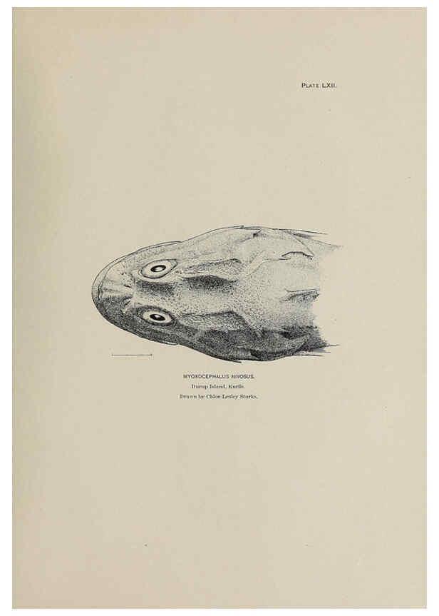 Reproducción/Reproduction 6305644857: The fur seals and fur-seal islands of the North Pacific Ocean. v.3. Washington,Govt. Print. Off.,1898-99