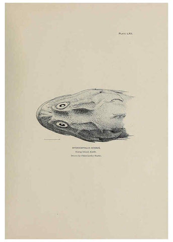 Reproducción/Reproduction 6305644857: The fur seals and fur-seal islands of the North Pacific Ocean. v.3. Washington,Govt. Print. Off.,1898-99