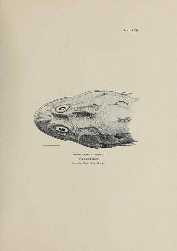 Reproducción/Reproduction 6305644857: The fur seals and fur-seal islands of the North Pacific Ocean. v.3. Washington,Govt. Print. Off.,1898-99