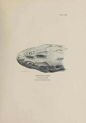 Reproducción/Reproduction 6305644857: The fur seals and fur-seal islands of the North Pacific Ocean. v.3. Washington,Govt. Print. Off.,1898-99