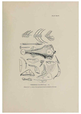 Reproducción/Reproduction 6306165558: The fur seals and fur-seal islands of the North Pacific Ocean. v.3. Washington,Govt. Print. Off.,1898-99