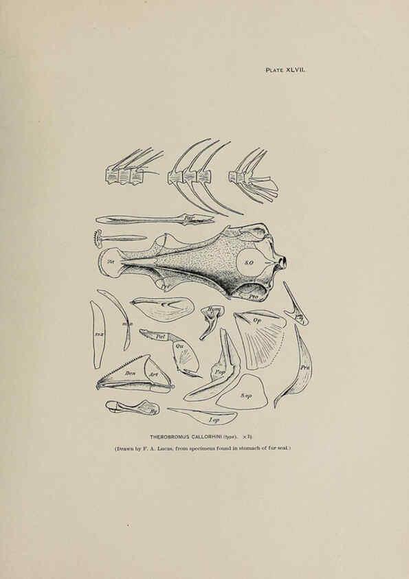 Reproducción/Reproduction 6306165558: The fur seals and fur-seal islands of the North Pacific Ocean. v.3. Washington,Govt. Print. Off.,1898-99