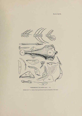 Reproducción/Reproduction 6306165558: The fur seals and fur-seal islands of the North Pacific Ocean. v.3. Washington,Govt. Print. Off.,1898-99