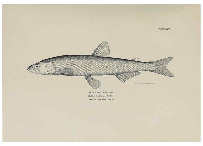 Reproducción/Reproduction 6305641893: The fur seals and fur-seal islands of the North Pacific Ocean. v.3. Washington,Govt. Print. Off.,1898-99