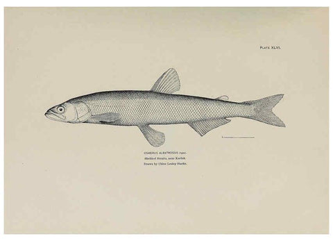 Reproducción/Reproduction 6305641893: The fur seals and fur-seal islands of the North Pacific Ocean. v.3. Washington,Govt. Print. Off.,1898-99