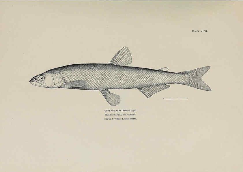 Reproducción/Reproduction 6305641893: The fur seals and fur-seal islands of the North Pacific Ocean. v.3. Washington,Govt. Print. Off.,1898-99
