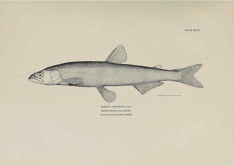 Reproducción/Reproduction 6305641893: The fur seals and fur-seal islands of the North Pacific Ocean. v.3. Washington,Govt. Print. Off.,1898-99