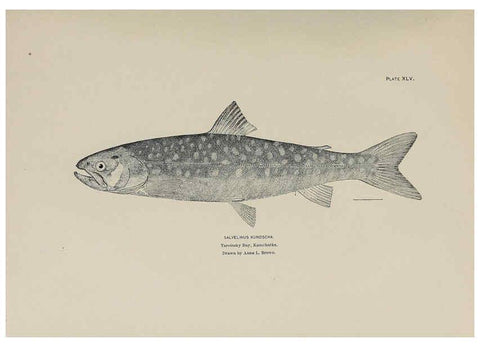 Reproducción/Reproduction 6306165196: The fur seals and fur-seal islands of the North Pacific Ocean. v.3. Washington,Govt. Print. Off.,1898-99
