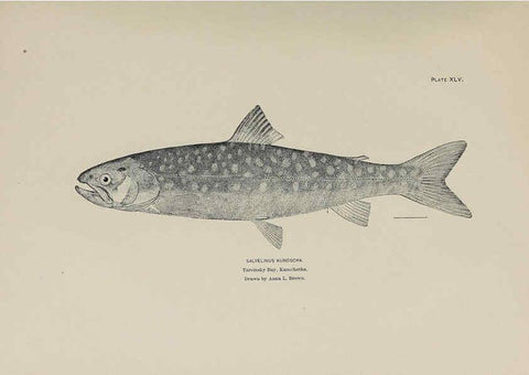 Reproducción/Reproduction 6306165196: The fur seals and fur-seal islands of the North Pacific Ocean. v.3. Washington,Govt. Print. Off.,1898-99