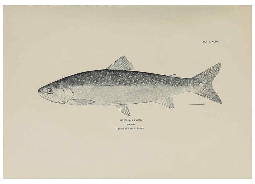 Reproducción/Reproduction 6305641557: The fur seals and fur-seal islands of the North Pacific Ocean. v.3. Washington,Govt. Print. Off.,1898-99