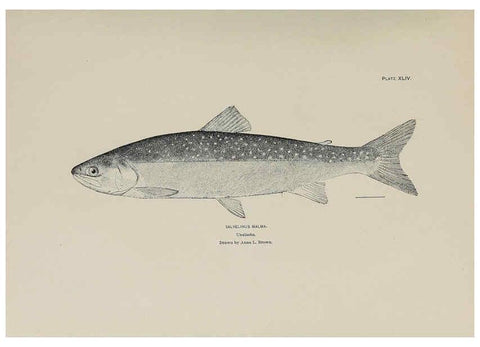 Reproducción/Reproduction 6305641557: The fur seals and fur-seal islands of the North Pacific Ocean. v.3. Washington,Govt. Print. Off.,1898-99