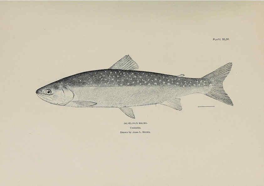 Reproducción/Reproduction 6305641557: The fur seals and fur-seal islands of the North Pacific Ocean. v.3. Washington,Govt. Print. Off.,1898-99