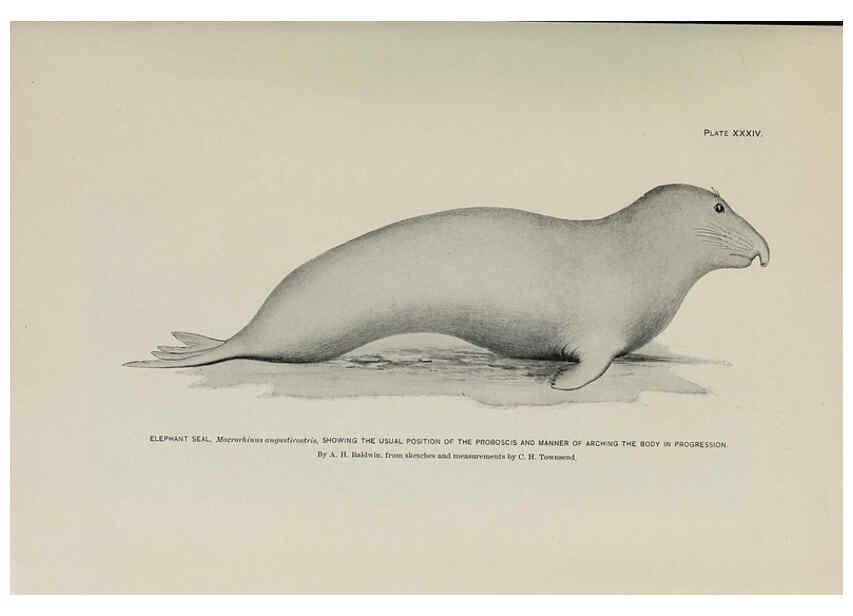 Reproducción/Reproduction 6306162658: The fur seals and fur-seal islands of the North Pacific Ocean. v.3. Washington,Govt. Print. Off.,1898-99