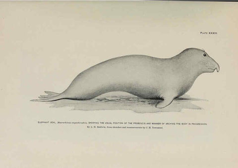 Reproducción/Reproduction 6306162658: The fur seals and fur-seal islands of the North Pacific Ocean. v.3. Washington,Govt. Print. Off.,1898-99