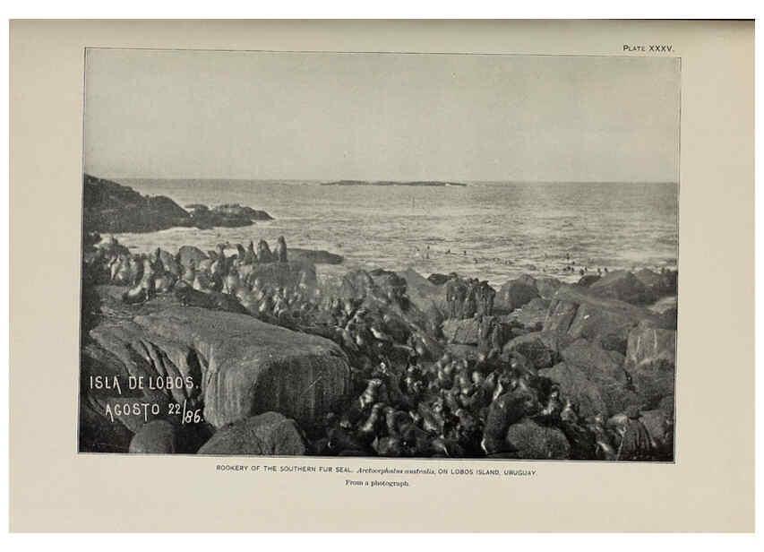 Reproducción/Reproduction 6306162850: The fur seals and fur-seal islands of the North Pacific Ocean. v.3. Washington,Govt. Print. Off.,1898-99