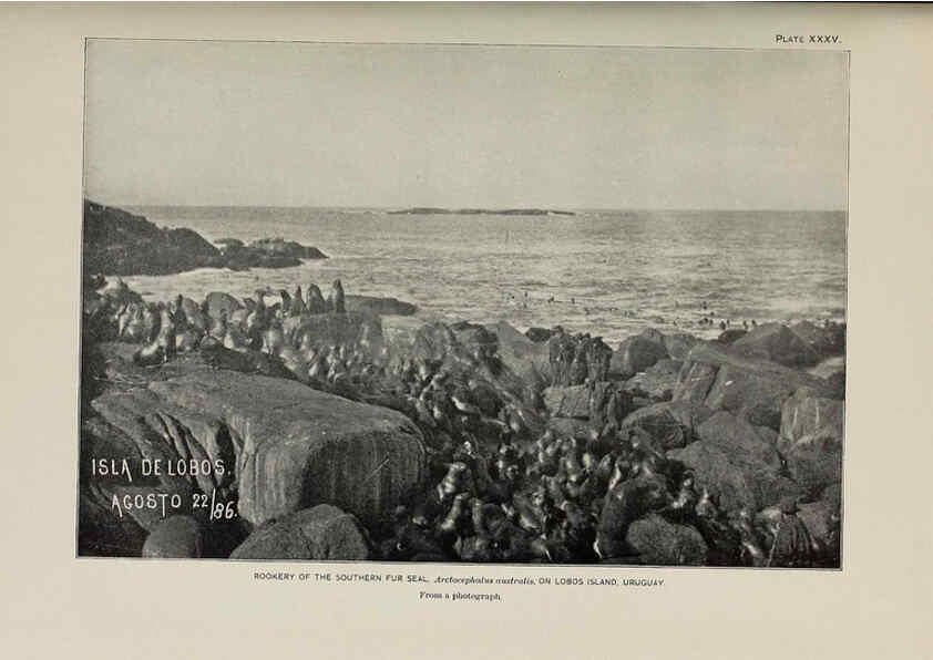 Reproducción/Reproduction 6306162850: The fur seals and fur-seal islands of the North Pacific Ocean. v.3. Washington,Govt. Print. Off.,1898-99