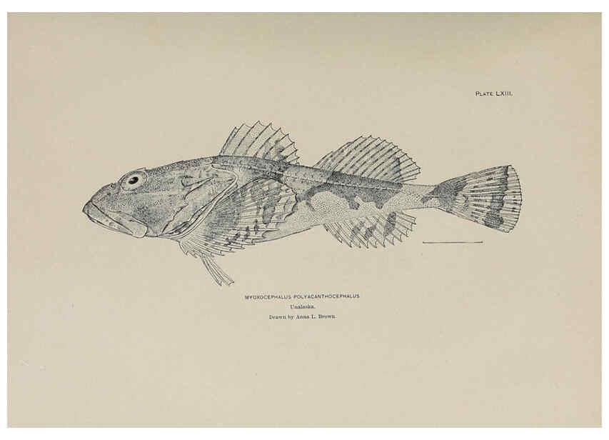 Reproducción/Reproduction 6306168410: The fur seals and fur-seal islands of the North Pacific Ocean. v.3. Washington,Govt. Print. Off.,1898-99