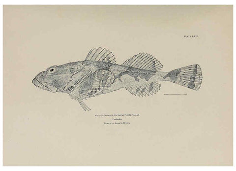 Reproducción/Reproduction 6306168410: The fur seals and fur-seal islands of the North Pacific Ocean. v.3. Washington,Govt. Print. Off.,1898-99