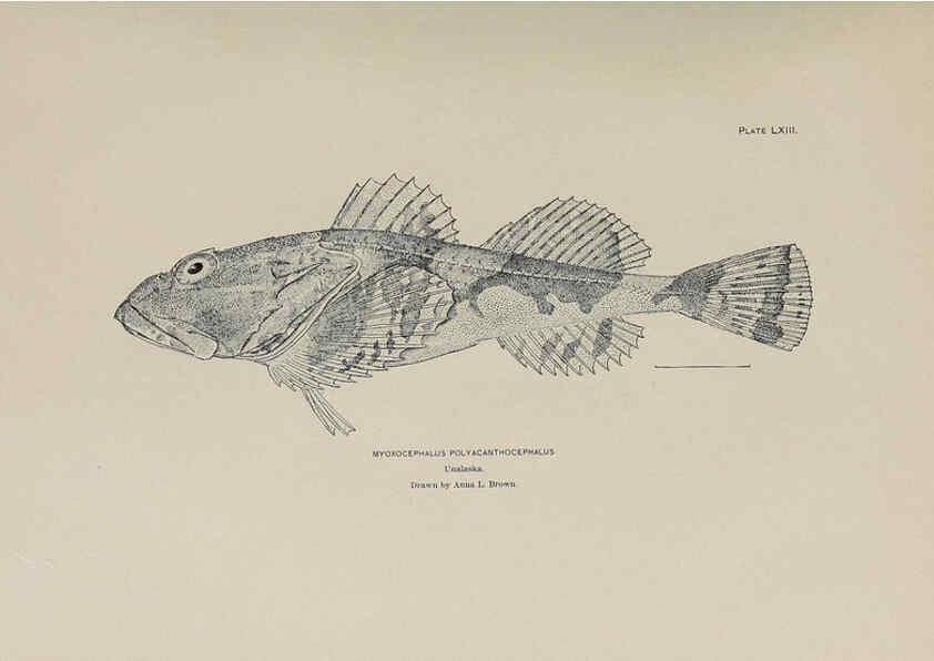 Reproducción/Reproduction 6306168410: The fur seals and fur-seal islands of the North Pacific Ocean. v.3. Washington,Govt. Print. Off.,1898-99