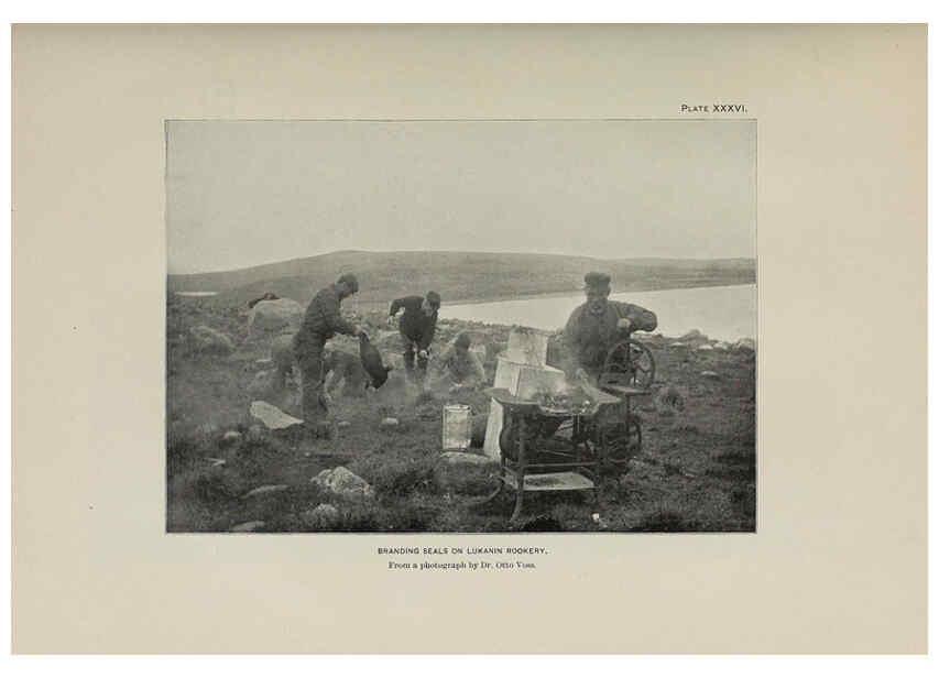 Reproducción/Reproduction 6306163354: The fur seals and fur-seal islands of the North Pacific Ocean. v.3. Washington,Govt. Print. Off.,1898-99