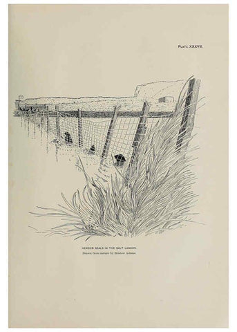 Reproducción/Reproduction 6306163708: The fur seals and fur-seal islands of the North Pacific Ocean. v.3. Washington,Govt. Print. Off.,1898-99
