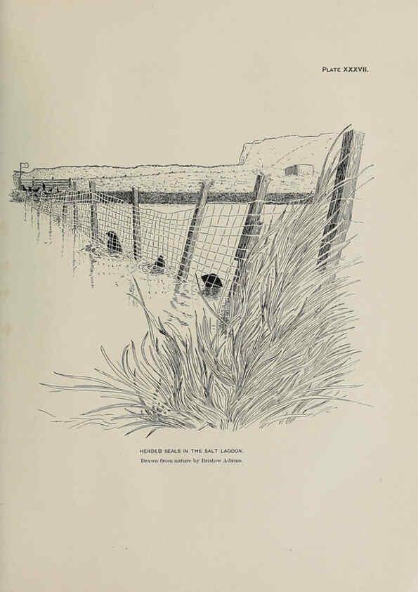 Reproducción/Reproduction 6306163708: The fur seals and fur-seal islands of the North Pacific Ocean. v.3. Washington,Govt. Print. Off.,1898-99