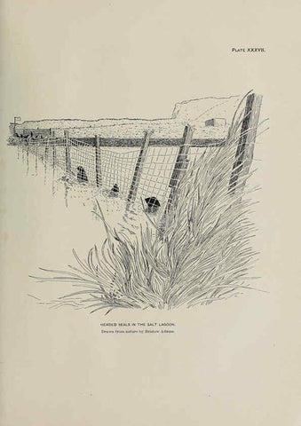 Reproducción/Reproduction 6306163708: The fur seals and fur-seal islands of the North Pacific Ocean. v.3. Washington,Govt. Print. Off.,1898-99