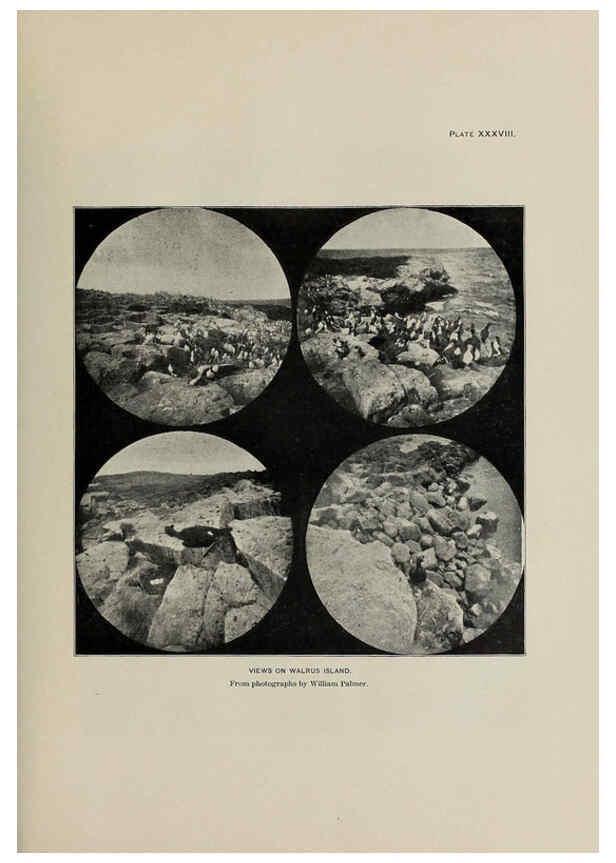 Reproducción/Reproduction 6306163898: The fur seals and fur-seal islands of the North Pacific Ocean. v.3. Washington,Govt. Print. Off.,1898-99