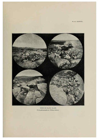 Reproducción/Reproduction 6306163898: The fur seals and fur-seal islands of the North Pacific Ocean. v.3. Washington,Govt. Print. Off.,1898-99