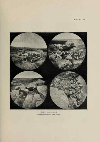 Reproducción/Reproduction 6306163898: The fur seals and fur-seal islands of the North Pacific Ocean. v.3. Washington,Govt. Print. Off.,1898-99