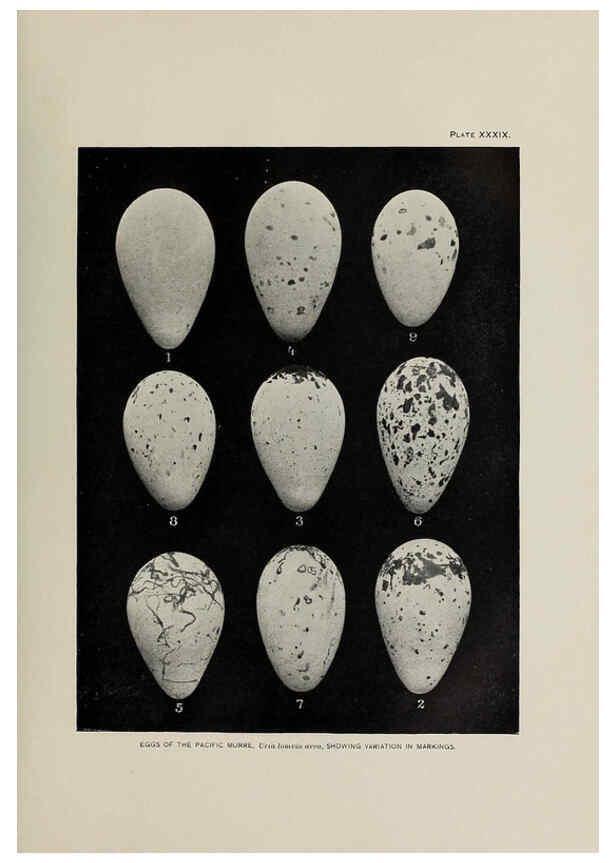 Reproducción/Reproduction 6305640595: The fur seals and fur-seal islands of the North Pacific Ocean. v.3. Washington,Govt. Print. Off.,1898-99