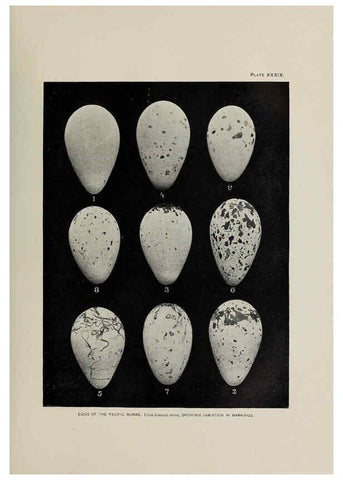 Reproducción/Reproduction 6305640595: The fur seals and fur-seal islands of the North Pacific Ocean. v.3. Washington,Govt. Print. Off.,1898-99
