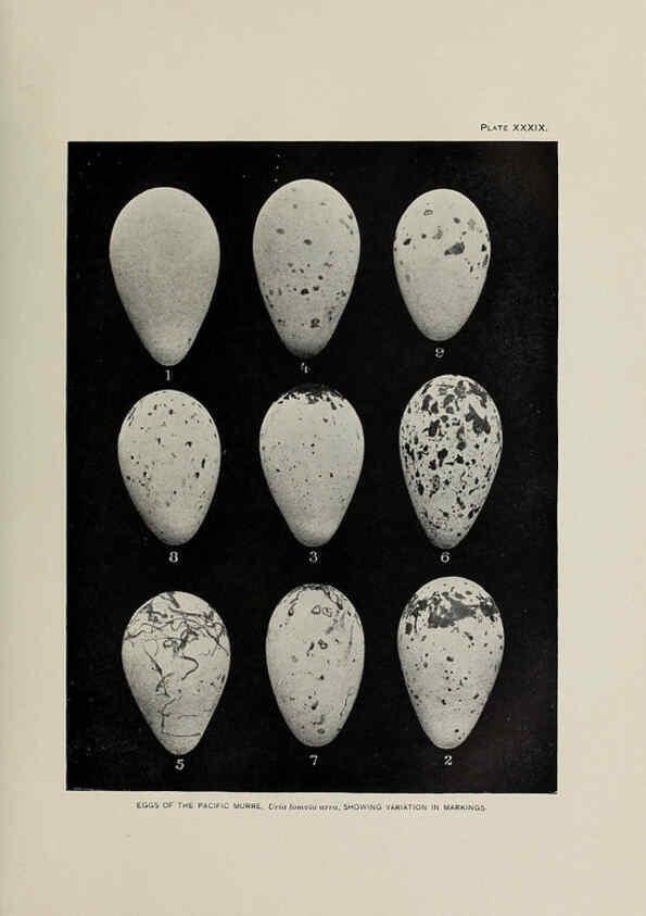 Reproducción/Reproduction 6305640595: The fur seals and fur-seal islands of the North Pacific Ocean. v.3. Washington,Govt. Print. Off.,1898-99