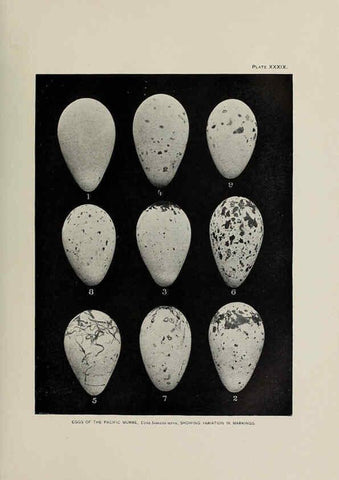 Reproducción/Reproduction 6305640595: The fur seals and fur-seal islands of the North Pacific Ocean. v.3. Washington,Govt. Print. Off.,1898-99