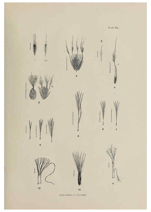 Reproducción/Reproduction 6306164312: The fur seals and fur-seal islands of the North Pacific Ocean. v.3. Washington,Govt. Print. Off.,1898-99