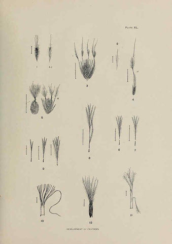 Reproducción/Reproduction 6306164312: The fur seals and fur-seal islands of the North Pacific Ocean. v.3. Washington,Govt. Print. Off.,1898-99