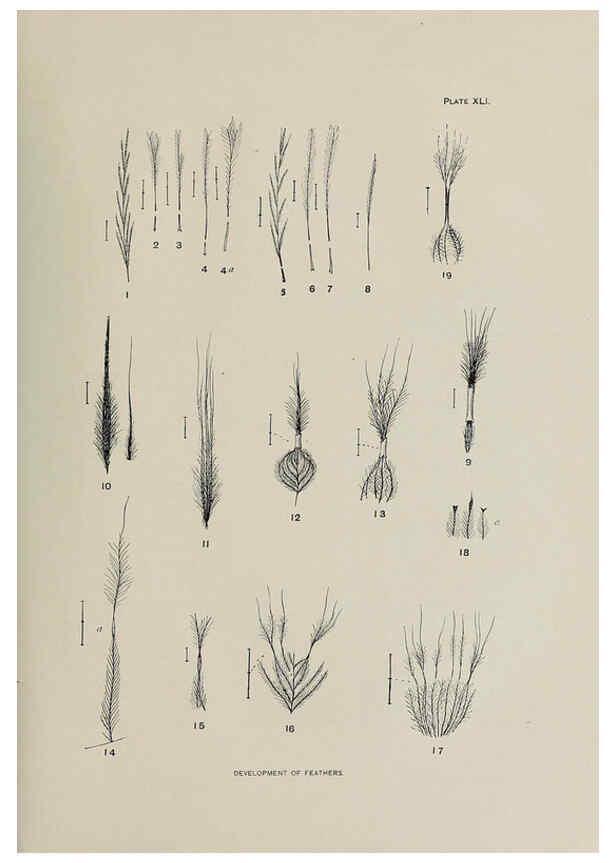 Reproducción/Reproduction 6305640965: The fur seals and fur-seal islands of the North Pacific Ocean. v.3. Washington,Govt. Print. Off.,1898-99