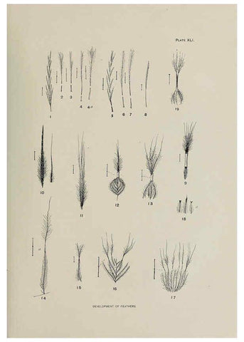 Reproducción/Reproduction 6305640965: The fur seals and fur-seal islands of the North Pacific Ocean. v.3. Washington,Govt. Print. Off.,1898-99
