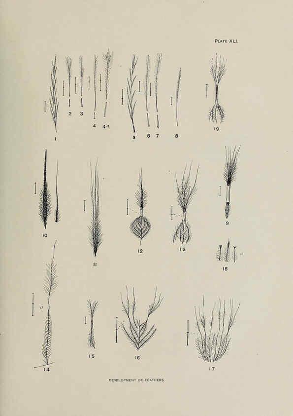 Reproducción/Reproduction 6305640965: The fur seals and fur-seal islands of the North Pacific Ocean. v.3. Washington,Govt. Print. Off.,1898-99