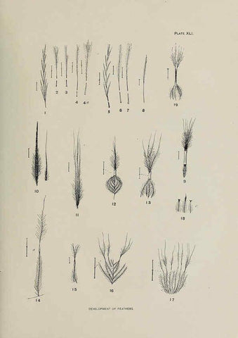 Reproducción/Reproduction 6305640965: The fur seals and fur-seal islands of the North Pacific Ocean. v.3. Washington,Govt. Print. Off.,1898-99