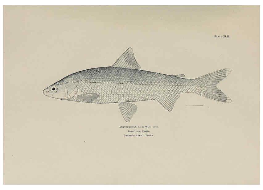Reproducción/Reproduction 6305641133: The fur seals and fur-seal islands of the North Pacific Ocean. v.3. Washington,Govt. Print. Off.,1898-99