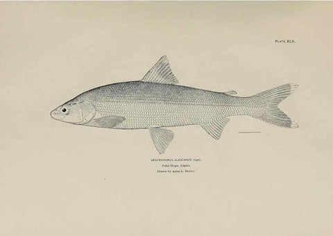 Reproducción/Reproduction 6305641133: The fur seals and fur-seal islands of the North Pacific Ocean. v.3. Washington,Govt. Print. Off.,1898-99
