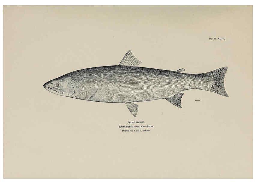 Reproducción/Reproduction 6305641333: The fur seals and fur-seal islands of the North Pacific Ocean. v.3. Washington,Govt. Print. Off.,1898-99