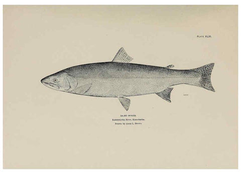 Reproducción/Reproduction 6305641333: The fur seals and fur-seal islands of the North Pacific Ocean. v.3. Washington,Govt. Print. Off.,1898-99